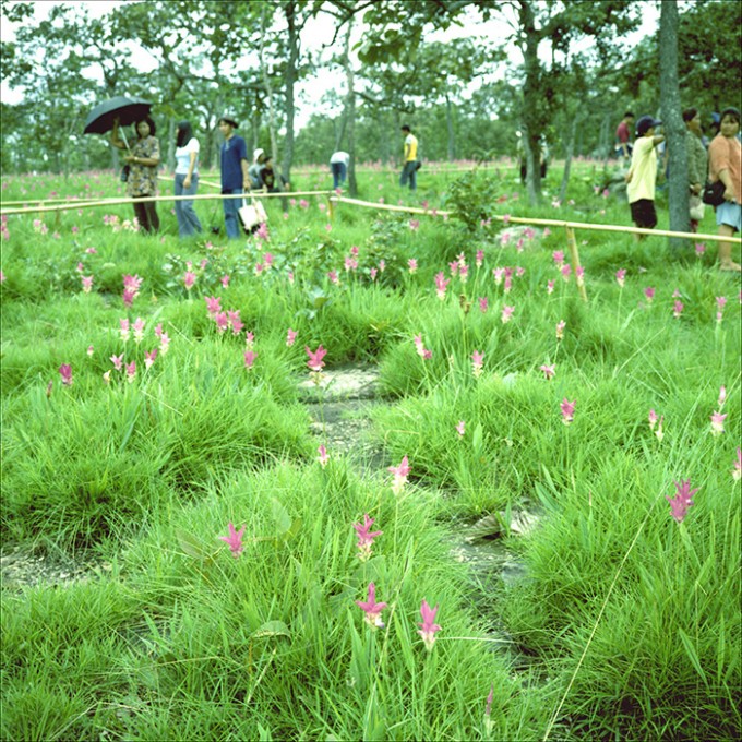 The orchid festivale I. Thung Doggragiaubhan, Thailand 1999. ©Thera Mjaaland/BONO 2022