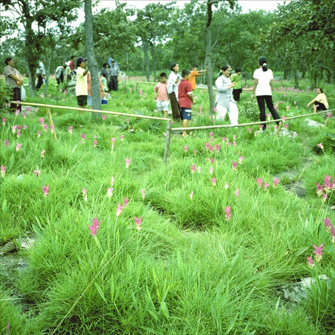 The orchid festivale II. Thung Doggragiaubhan, Thailand 1999. ©Thera Mjaaland/BONO 2022